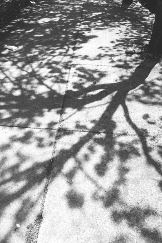 葉影がつくる心地よさ